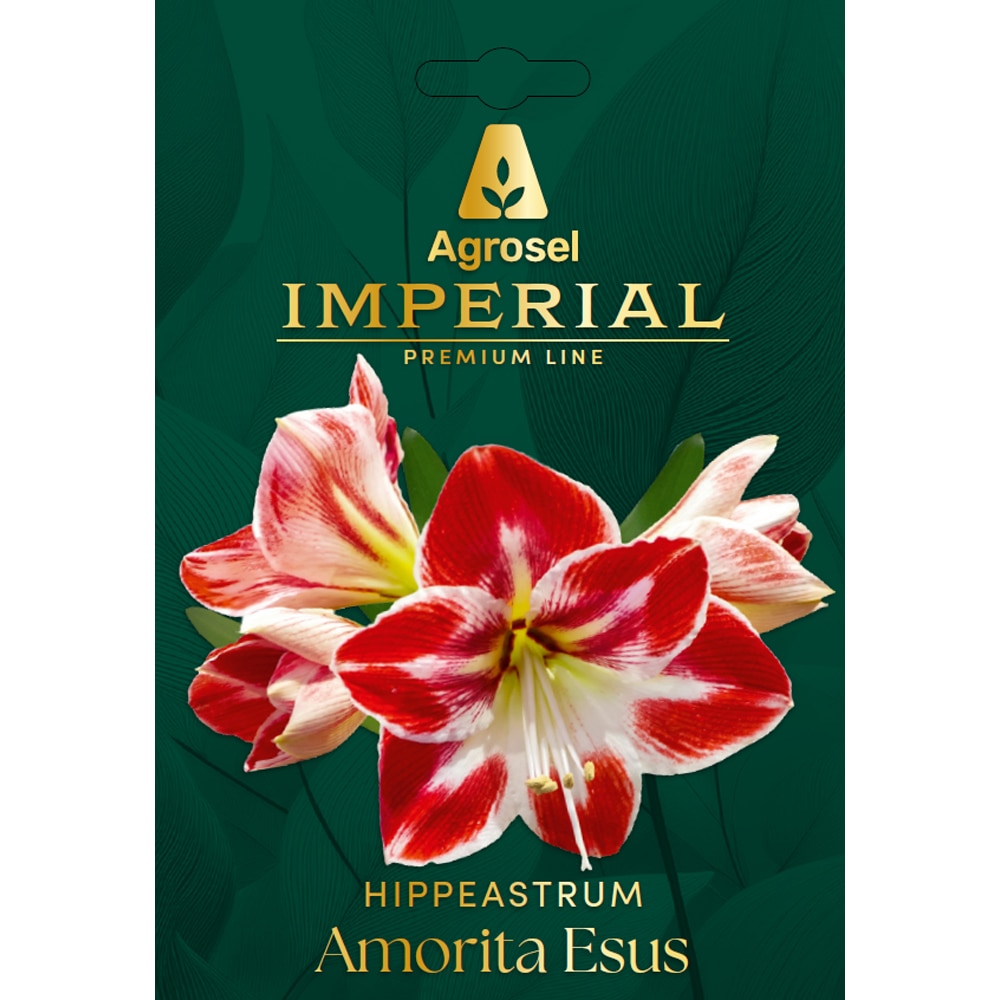Bulb amaryllis Samba IMPERIAL, 1 bucata