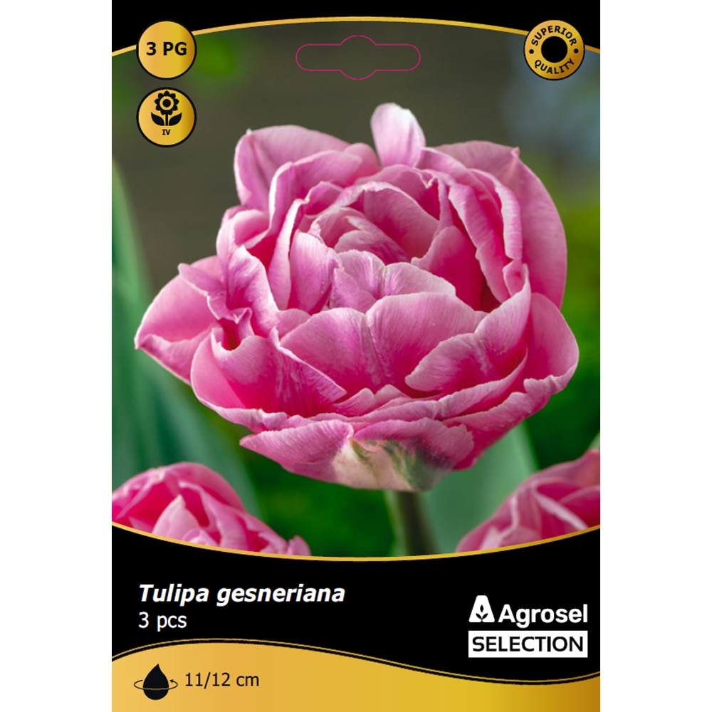 Bulbi lalea Foxtrot AGROSEL SELECTION, 3 bucati