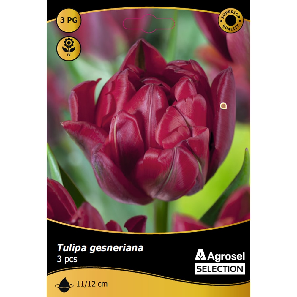 Bulbi lalea Alison Bradley AGROSEL SELECTION, 3 bucati