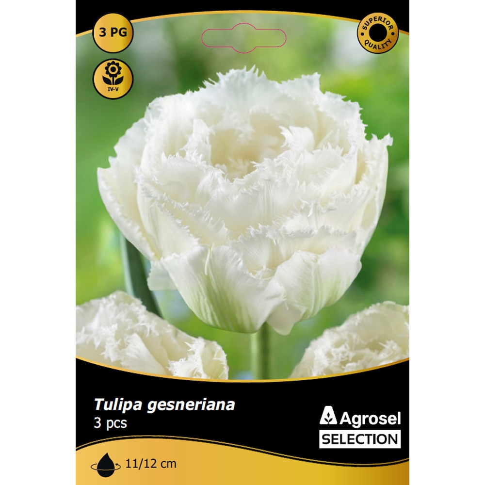 Bulbi lalea Snow Crystal AGROSEL SELECTION, 3 bucati