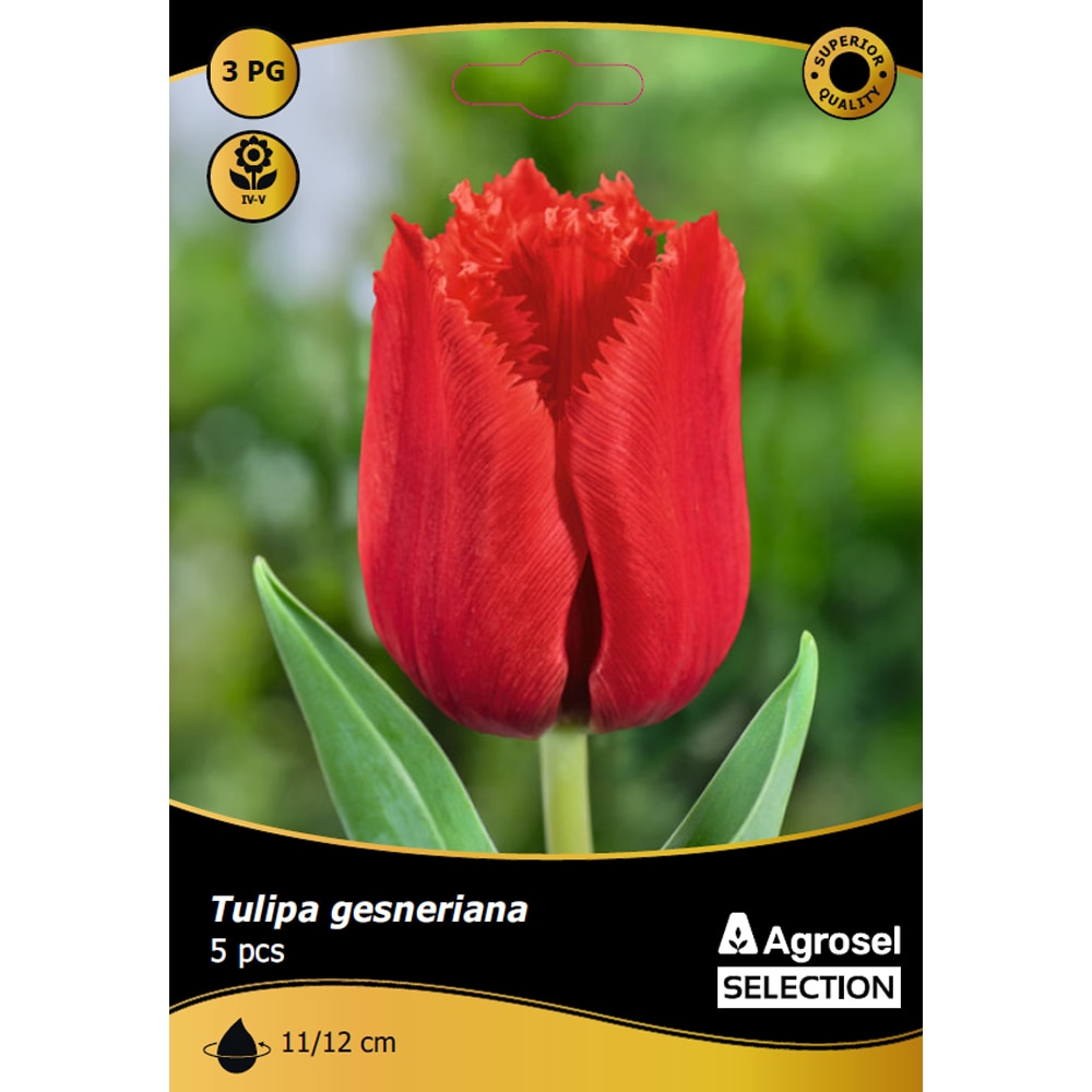 Bulbi lalea Crystal Beauty AGROSEL SELECTION, 5 bucati