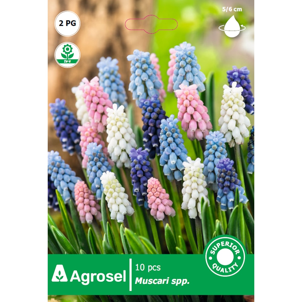 Bulbi muscari Multicolor Mix AGROSEL, 10 bucati