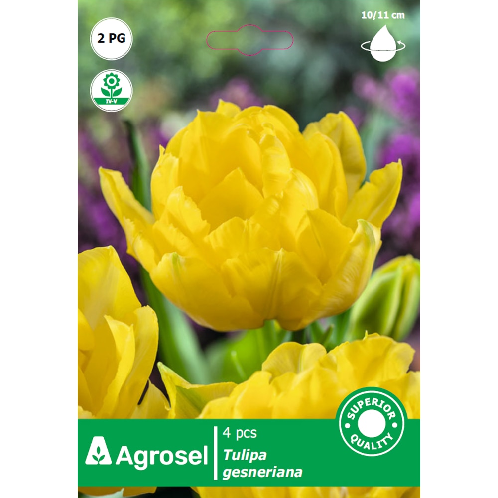 Bulbi lalea Yellow Pomponnette AGROSEL, 4 bucati