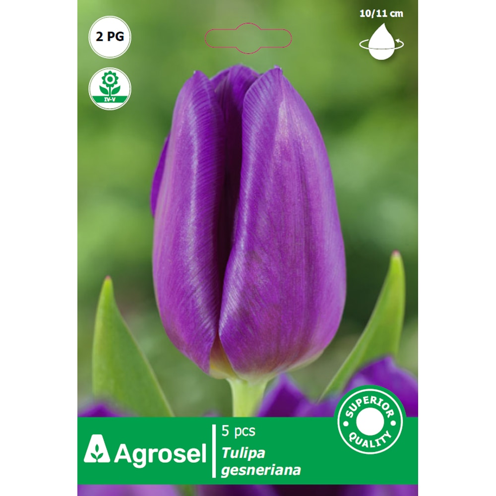 Bulbi lalea Powerpoint AGROSEL, 5 bucati