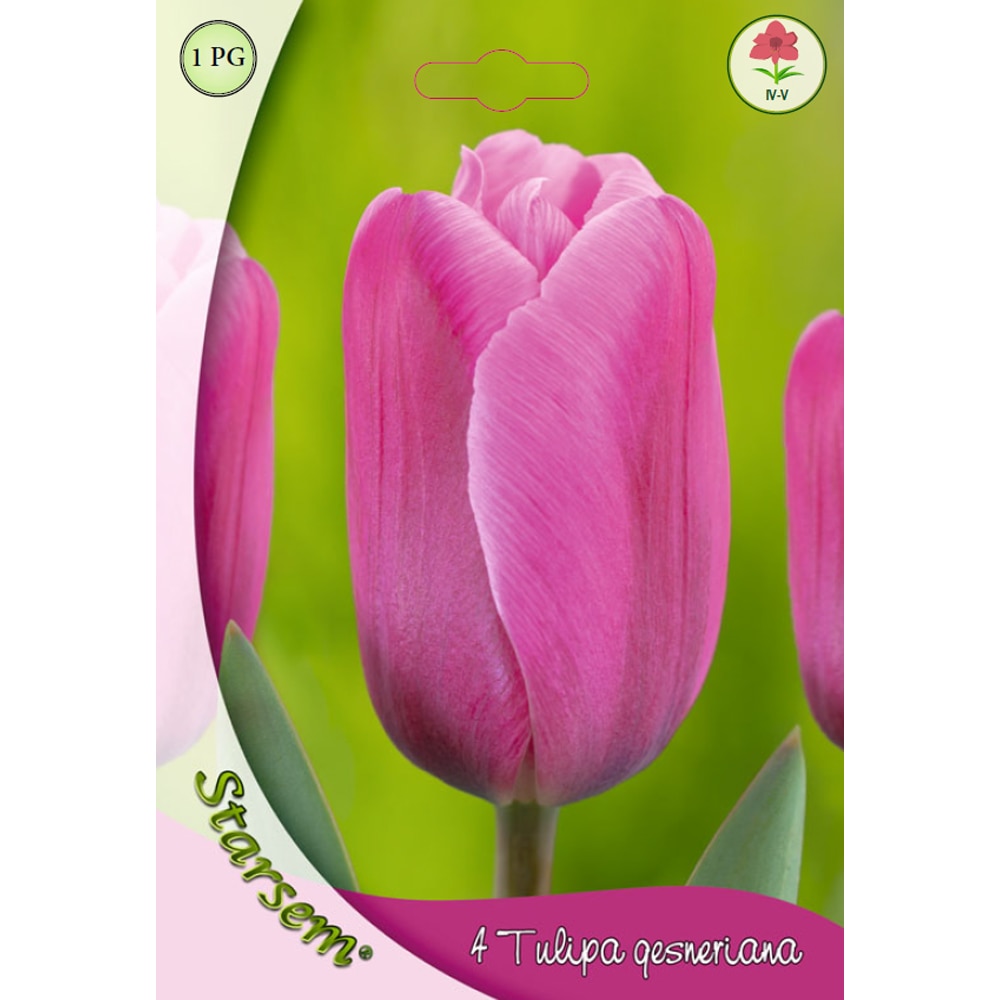 Bulbi lalea Pink Impression STARSEM, 4 bucati