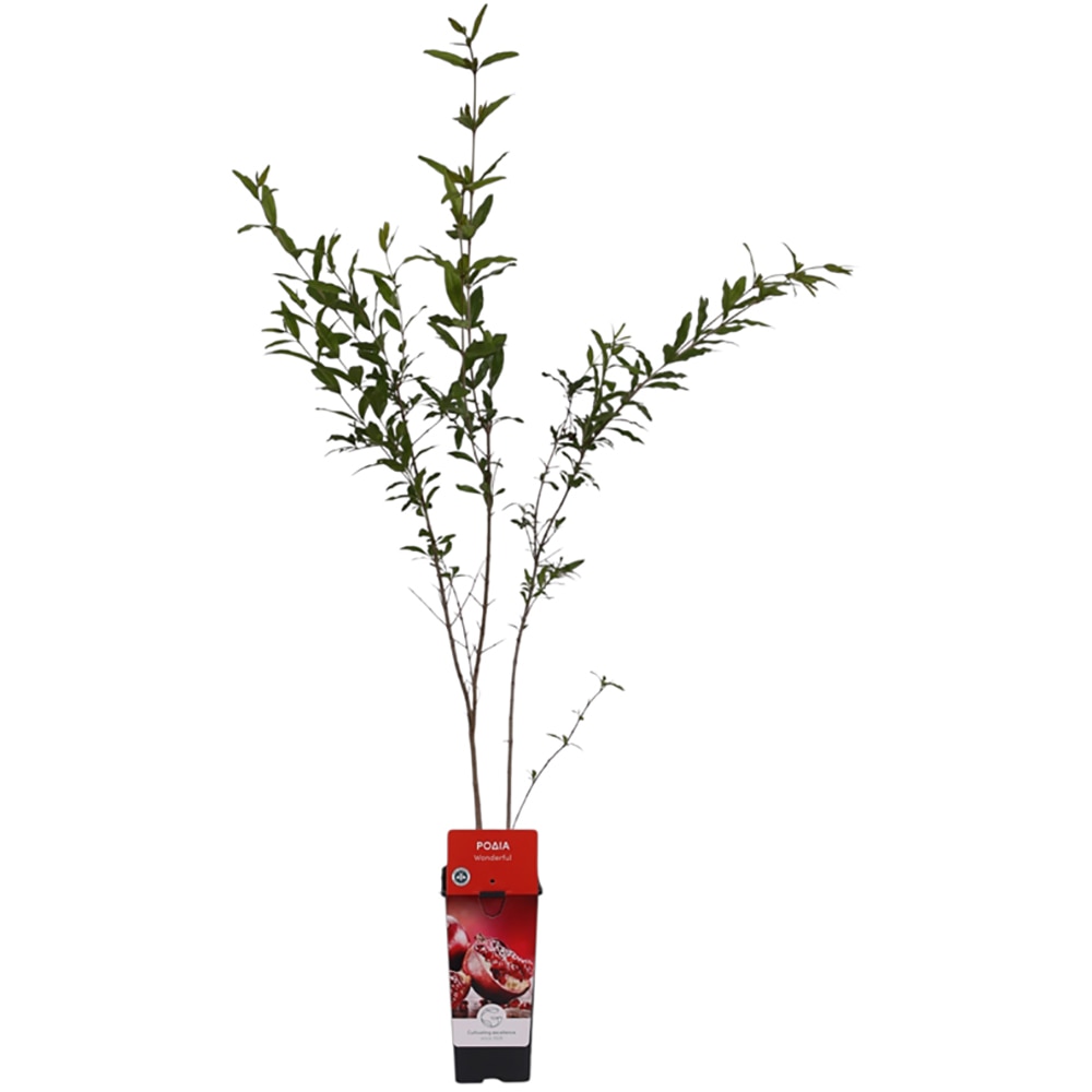 Rodie (Punica granatum), H 110 cm