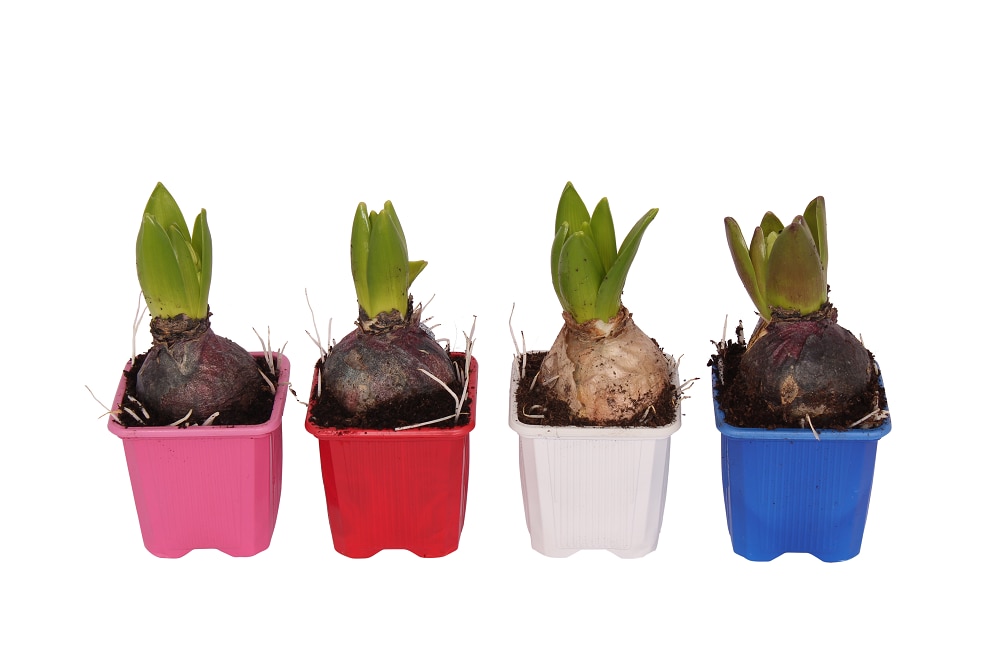 Bulb zambila, in ghiveci, 9 cm