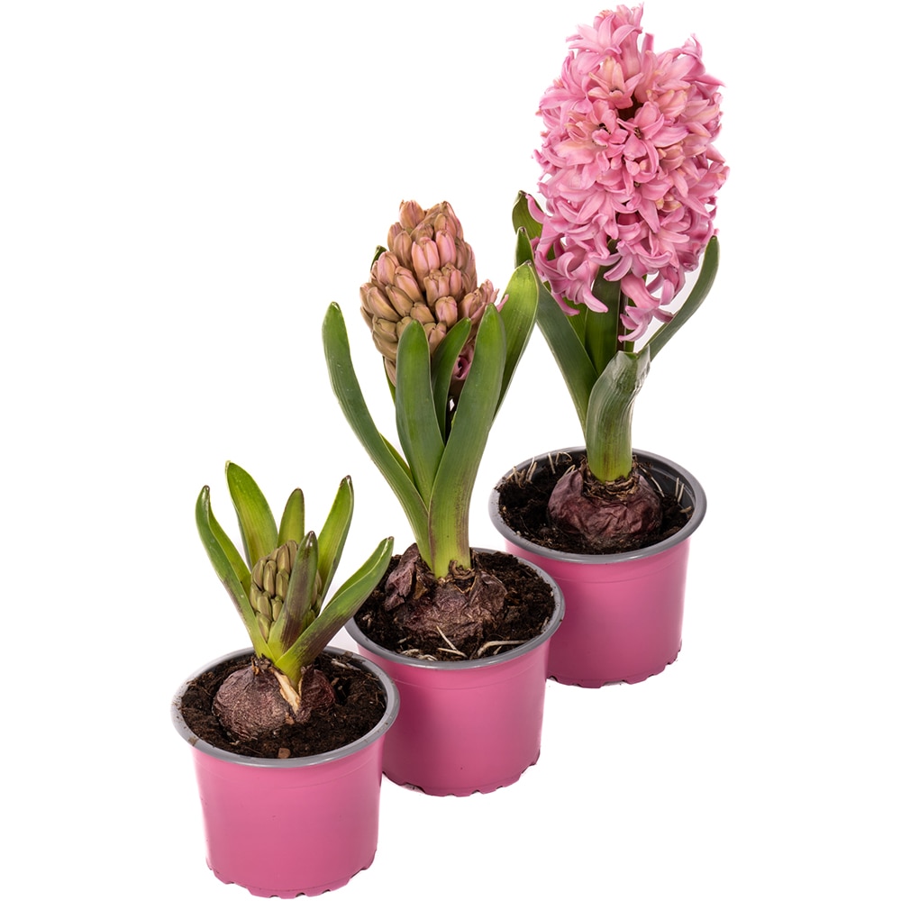 Bulb zambila, in ghiveci, 9 cm