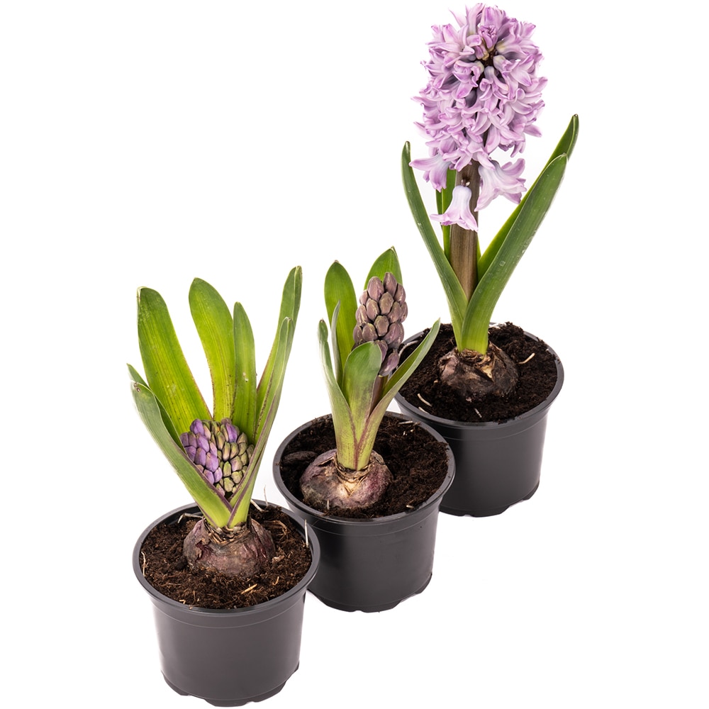 Planta decorativa Hyacinthus 10.5