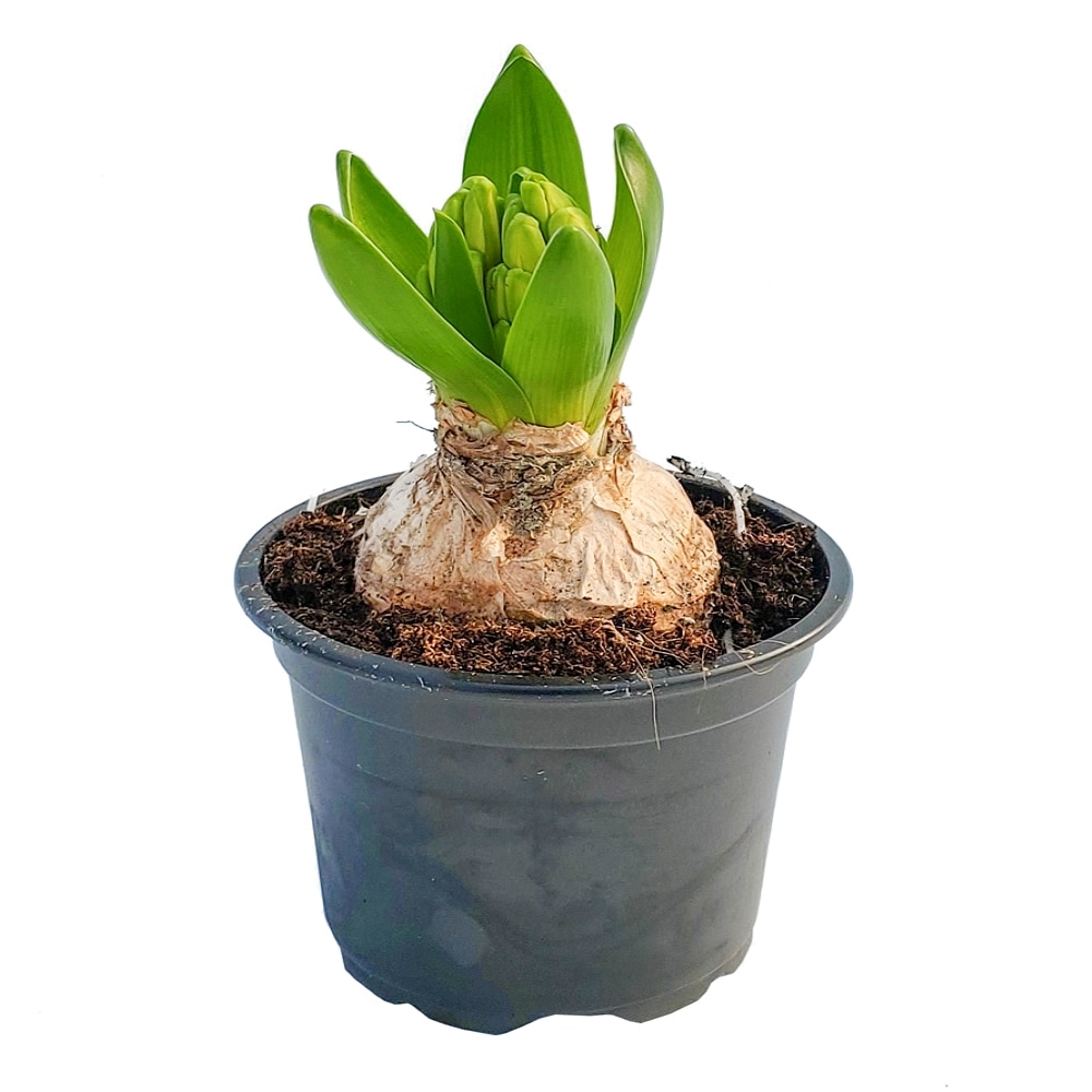 Zambila, bulbi, 30 cm