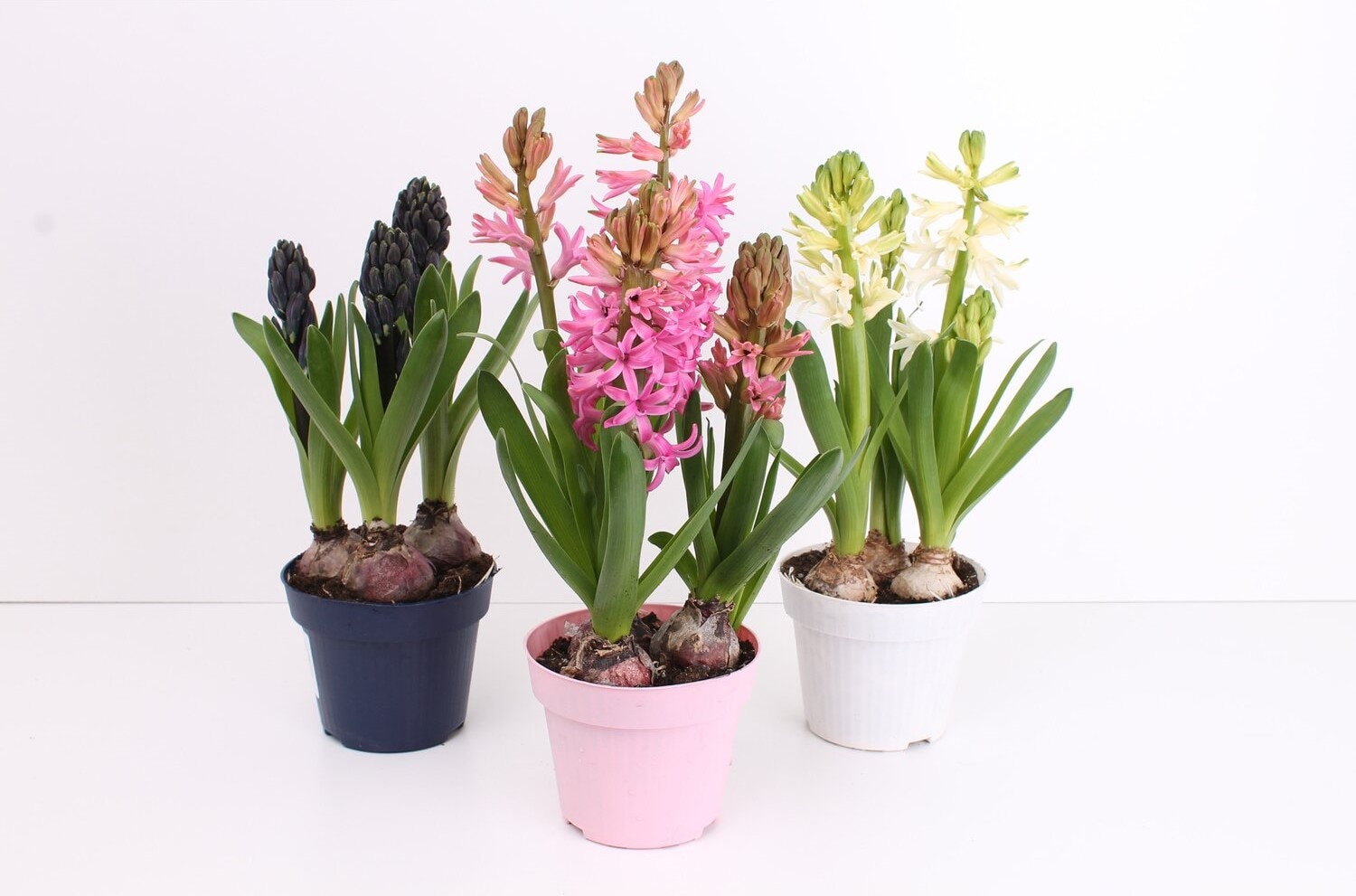 Zambila, 3 bulbi, 12 cm