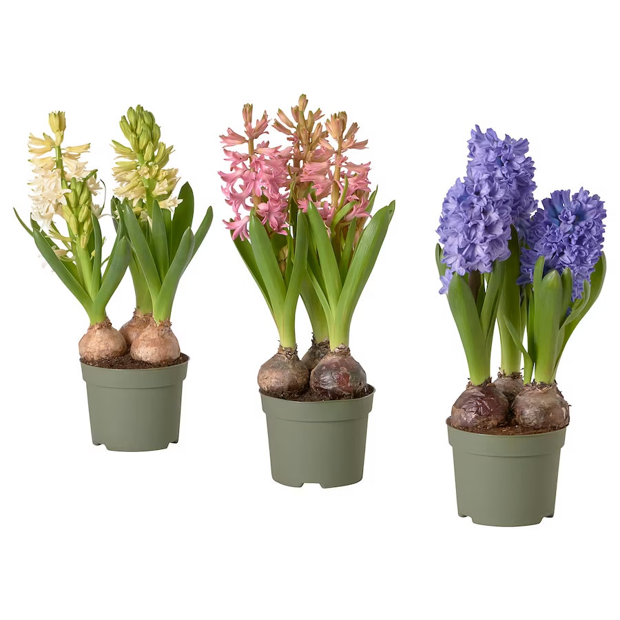 Zambila, 3 bulbi, 12 cm