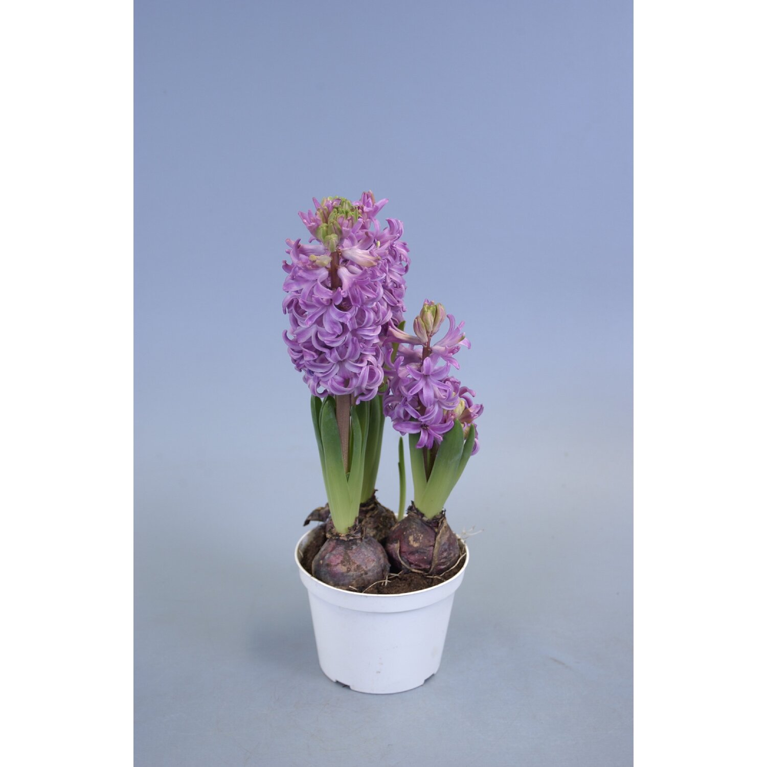 Zambila, 3 bulbi, 12 cm