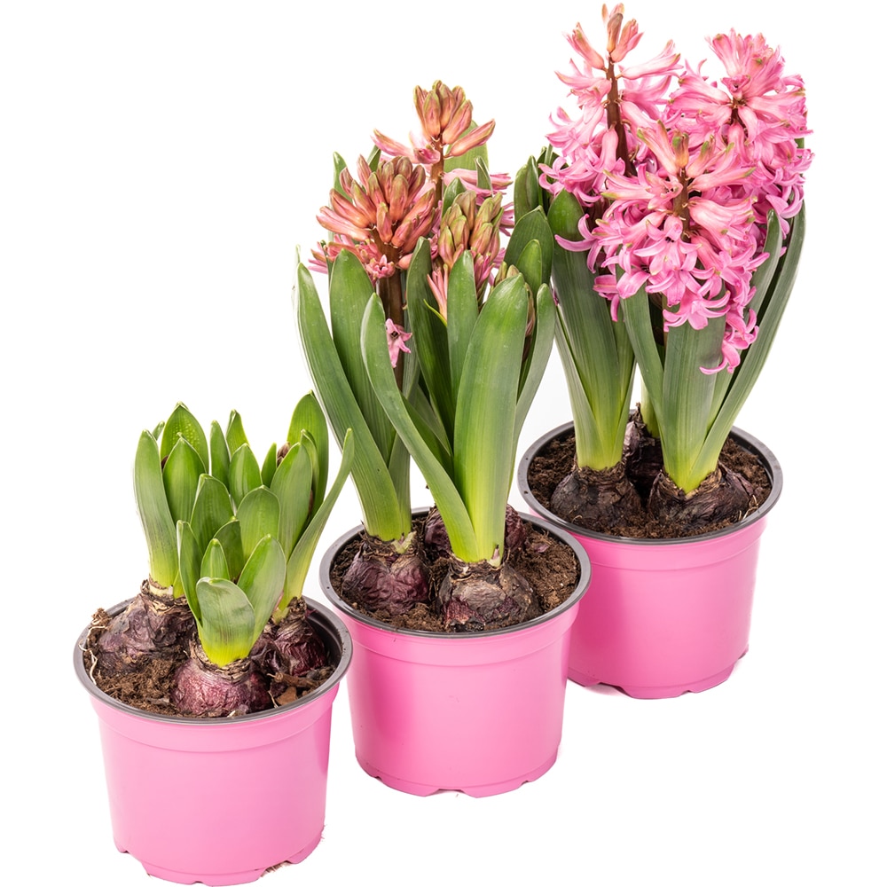 Zambila, 3 bulbi, 12 cm