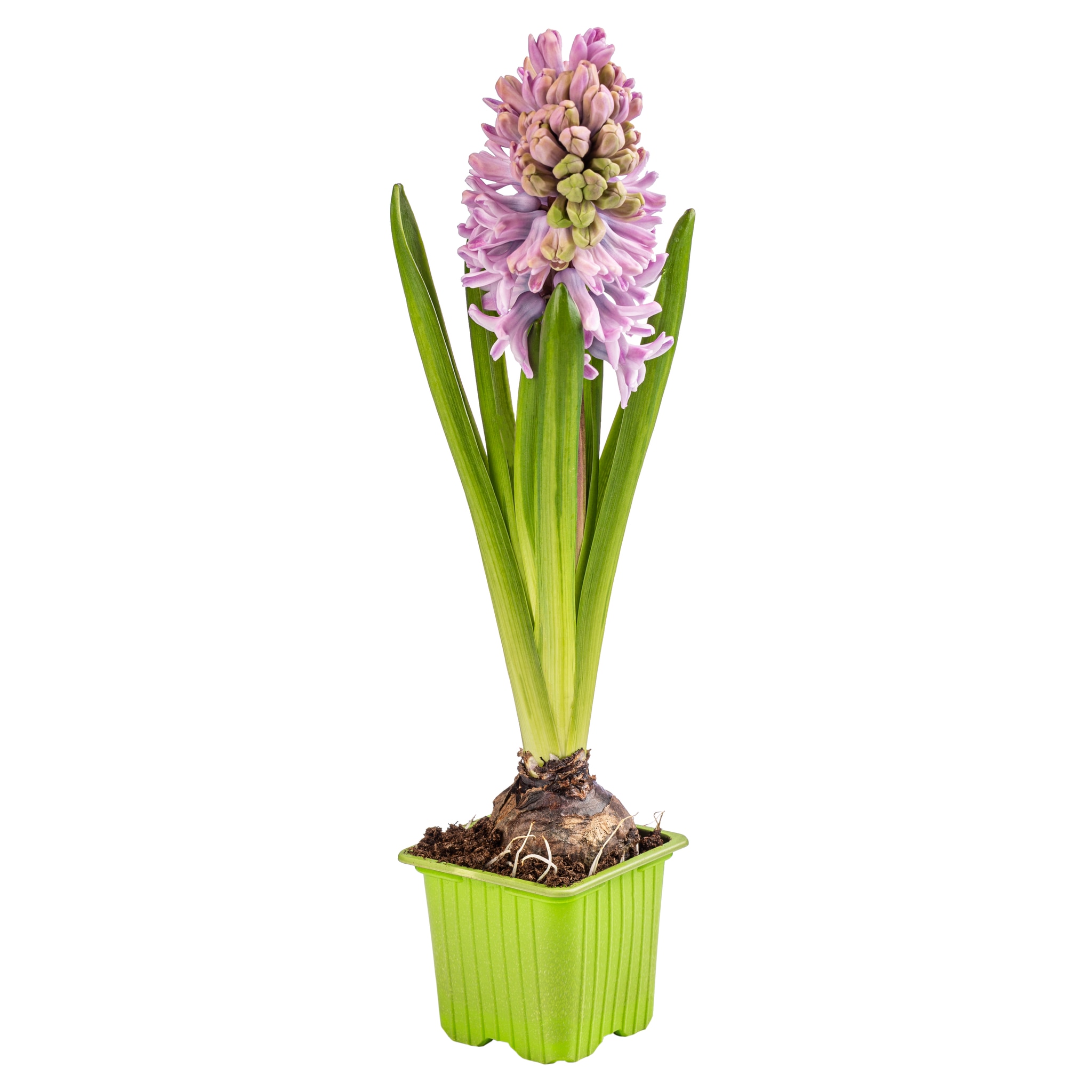 Hyacinthus 
