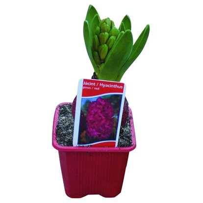 Hyacinthus 
