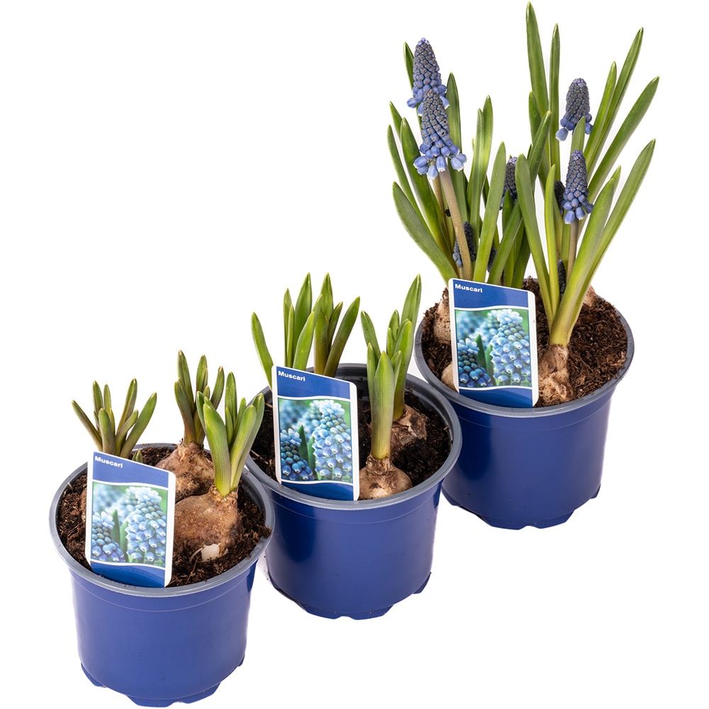 Muscari D9Cm