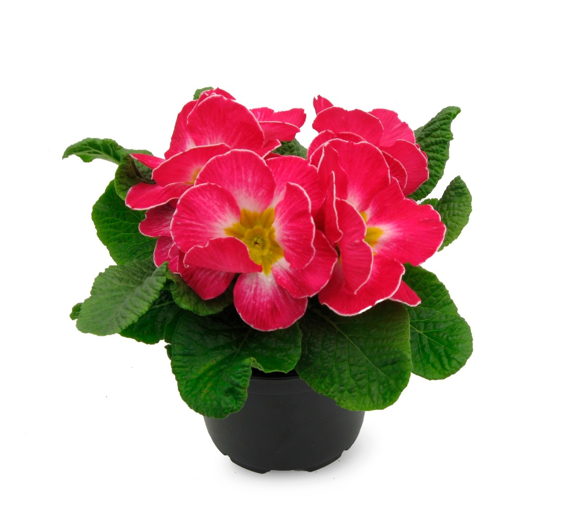 Primula, 9 cm, in ghiveci