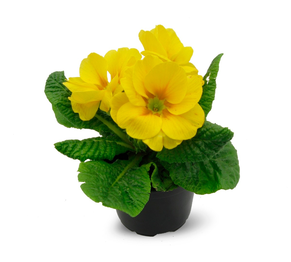 Primula, 9 cm, in ghiveci