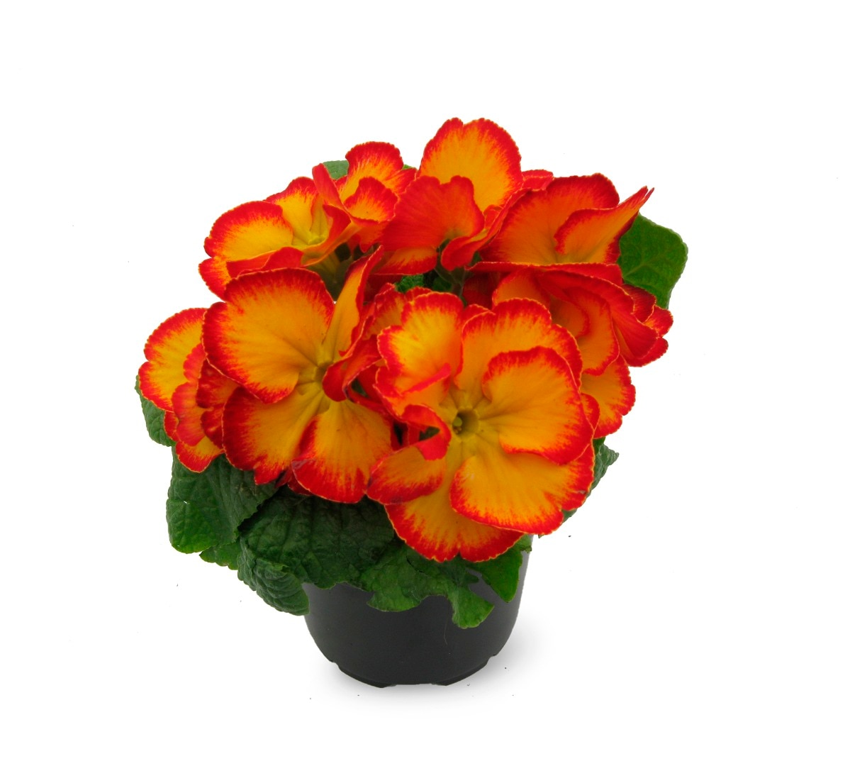 Primula, 9 cm, in ghiveci