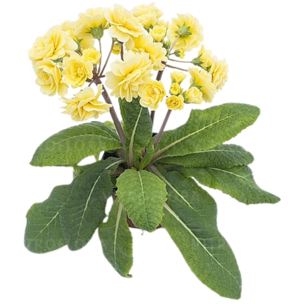 Primula, 25cm, multicolor