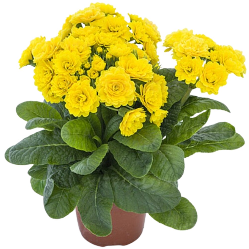 Primula, 25cm, multicolor