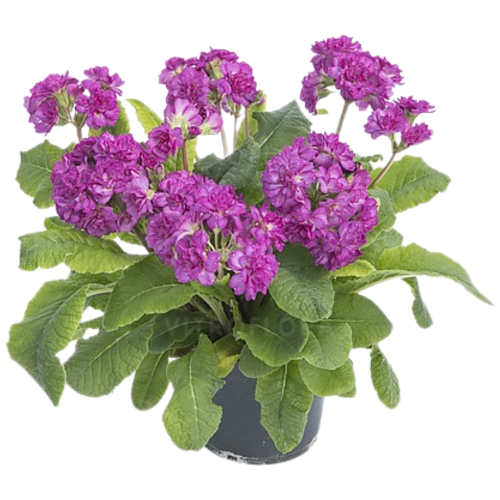Primula, 25cm, multicolor