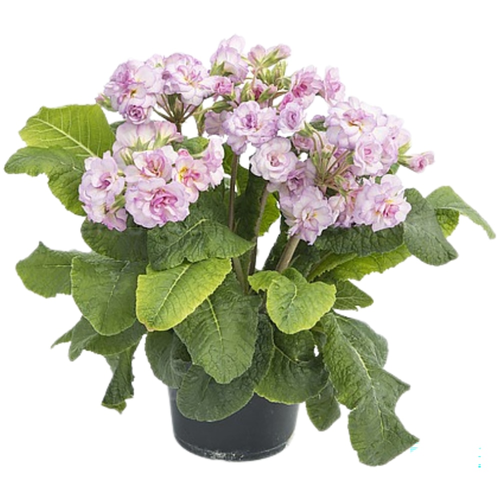 Primula, 25cm, multicolor