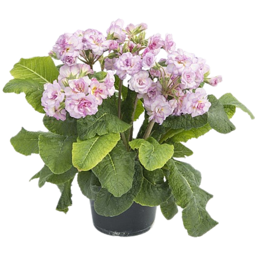 Primula, 25cm, multicolor