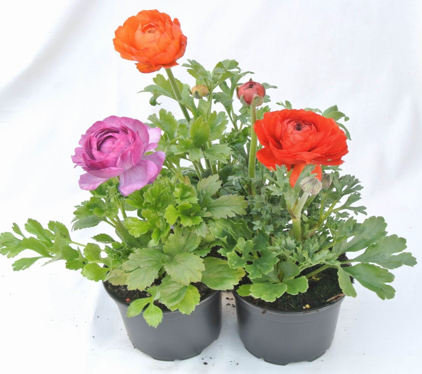 Ranunculus, 12 cm