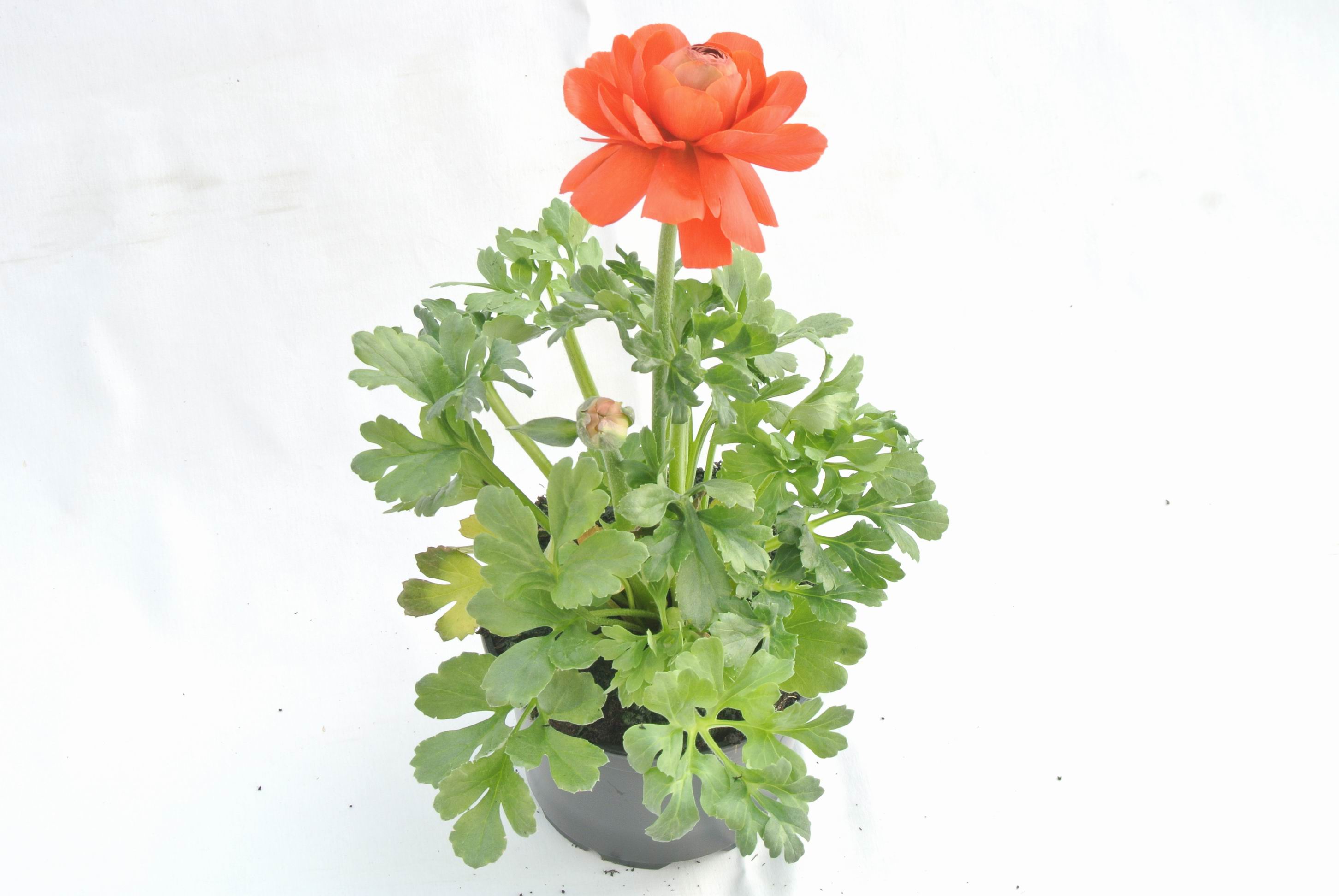 Ranunculus, 12 cm