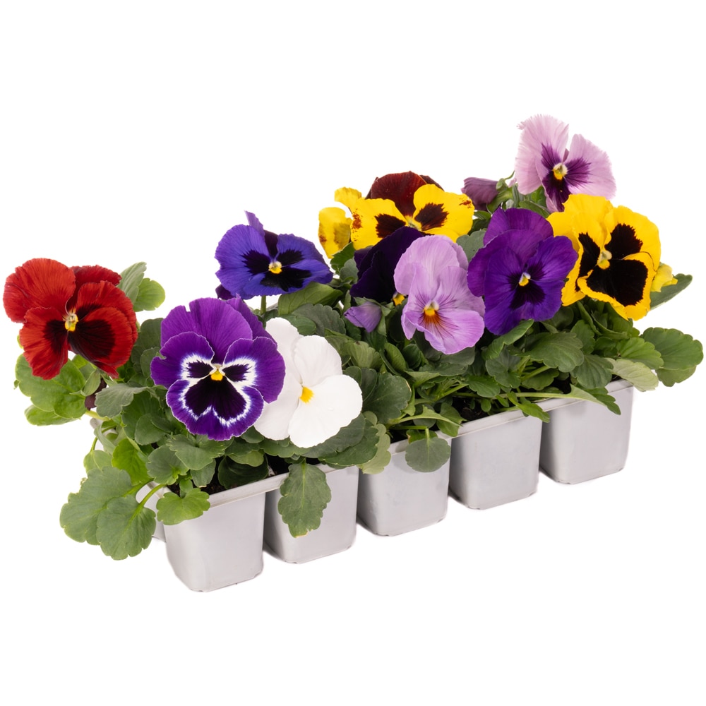 Panseluta Viola x Wittrockiana, 10 buc