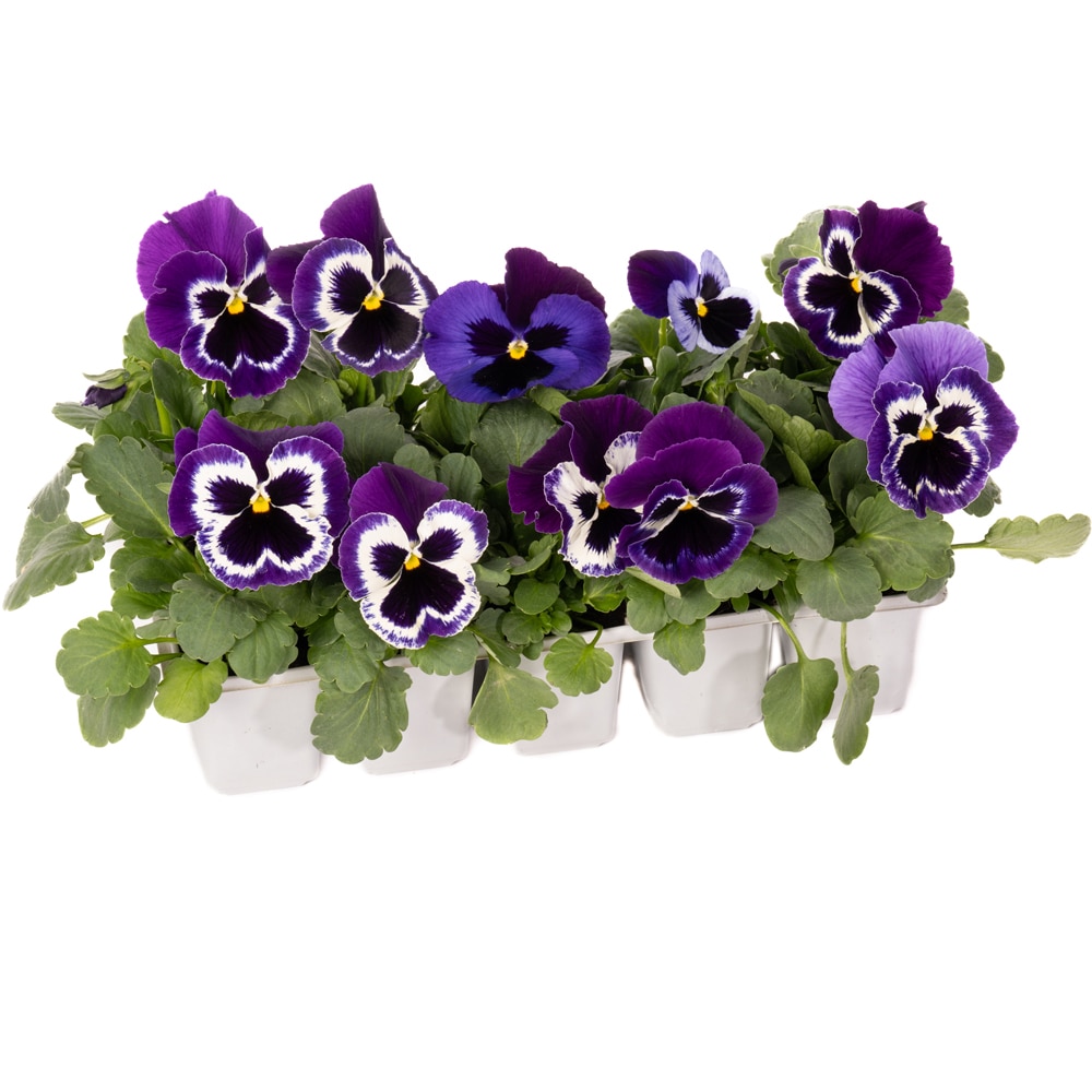 Panseluta Viola x Wittrockiana, 10 buc