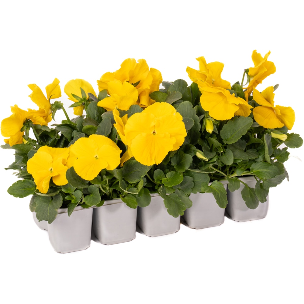 Panseluta Viola x Wittrockiana, 10 buc