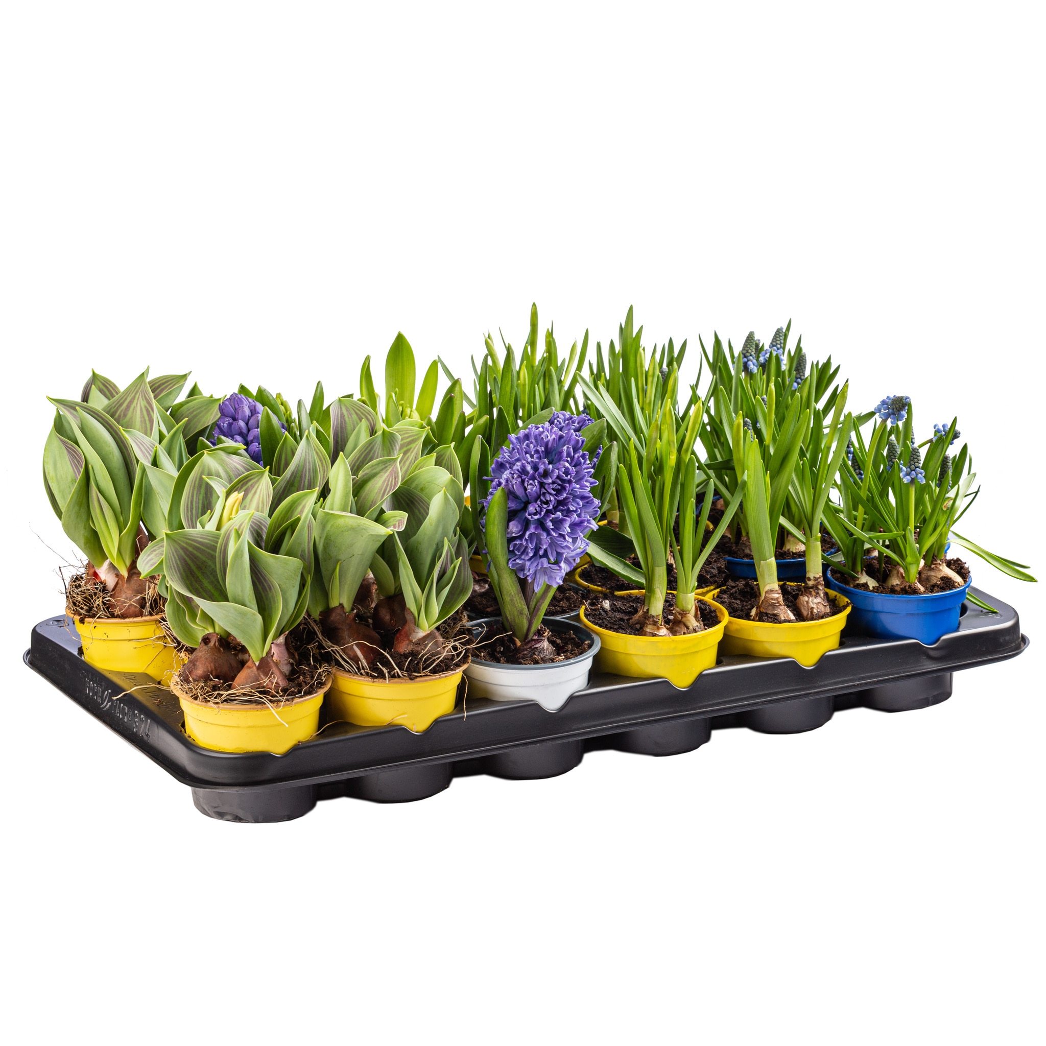 Bulb Mix Fara Celofan D9