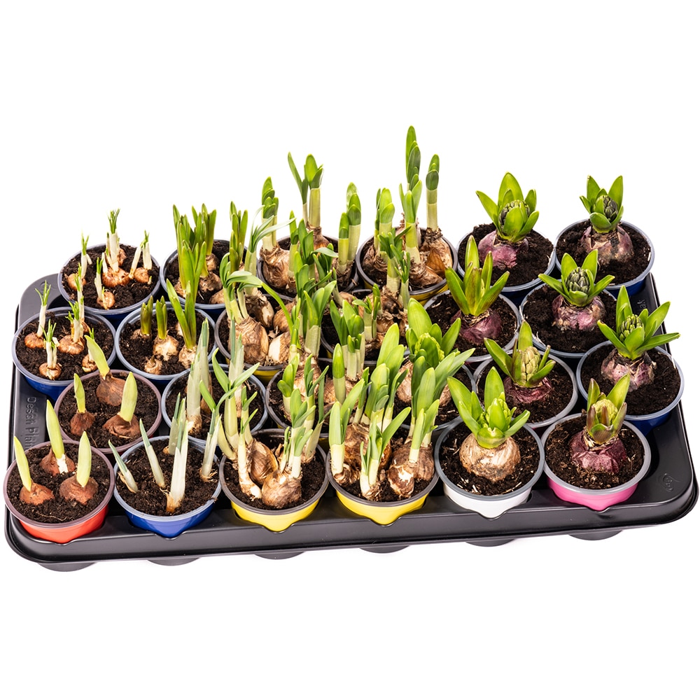 Bulb Mix Fara Celofan D9