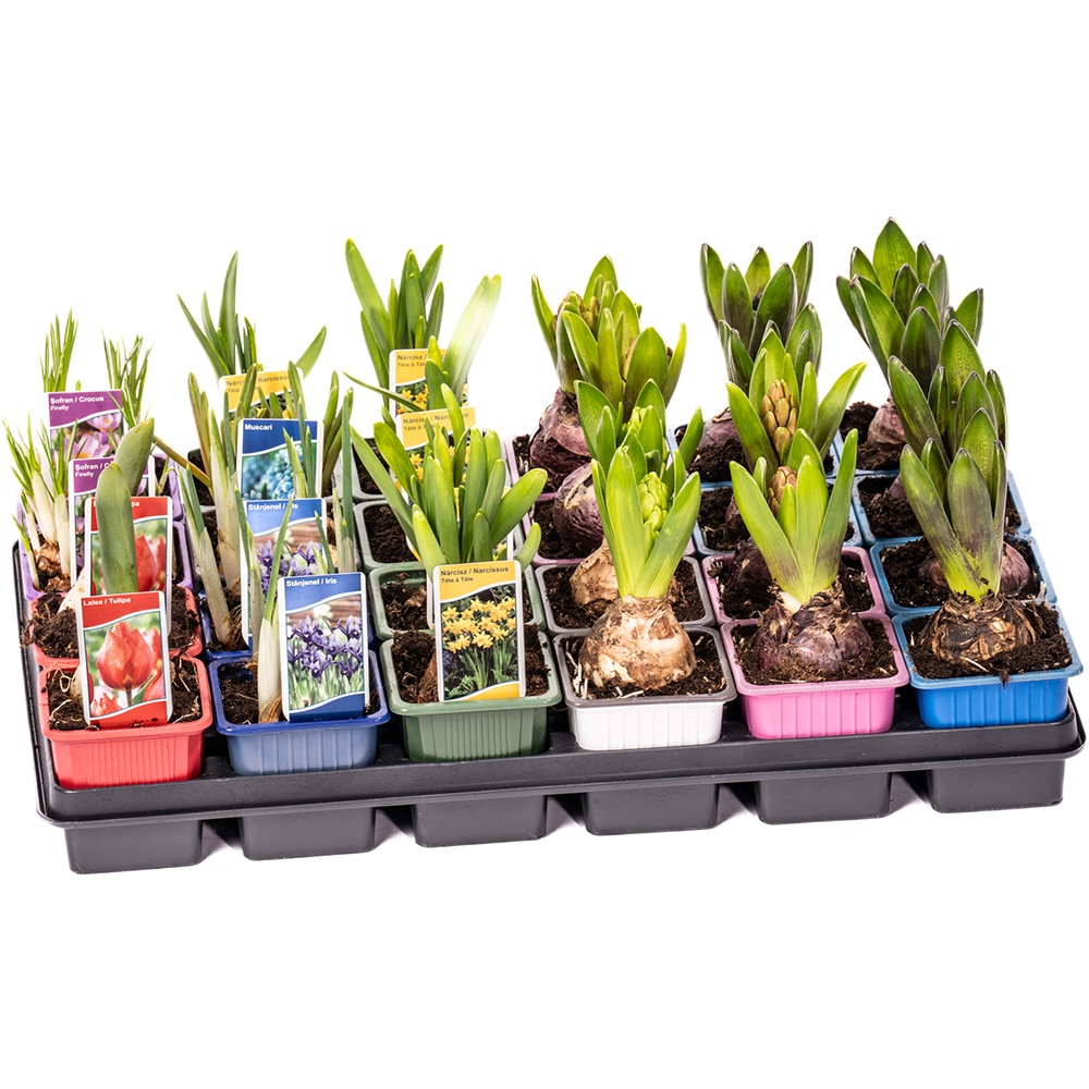 Bulb Mix Fara Celofan D7 Cm