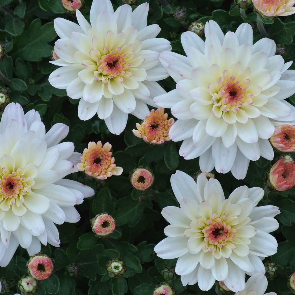 Crizantema, in ghiveci, 10.5 cm