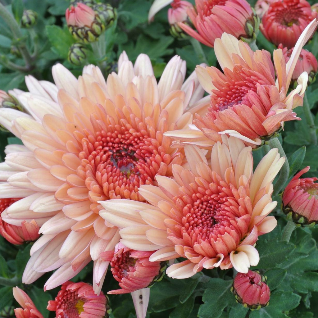 Crizantema, in ghiveci, 10.5 cm