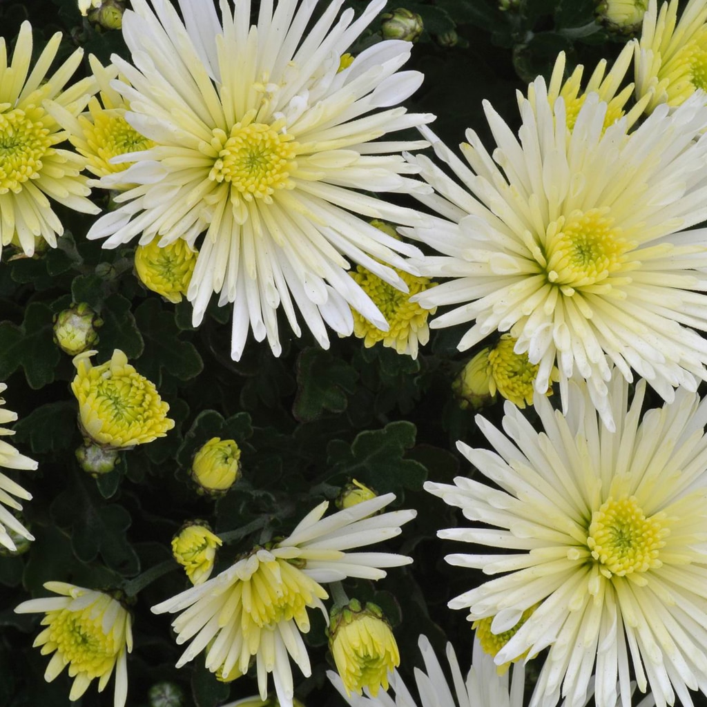 Crizantema, in ghiveci, 10.5 cm