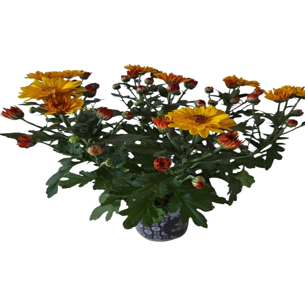 Crizantema Sunshine, D 13cm, H 20cm
