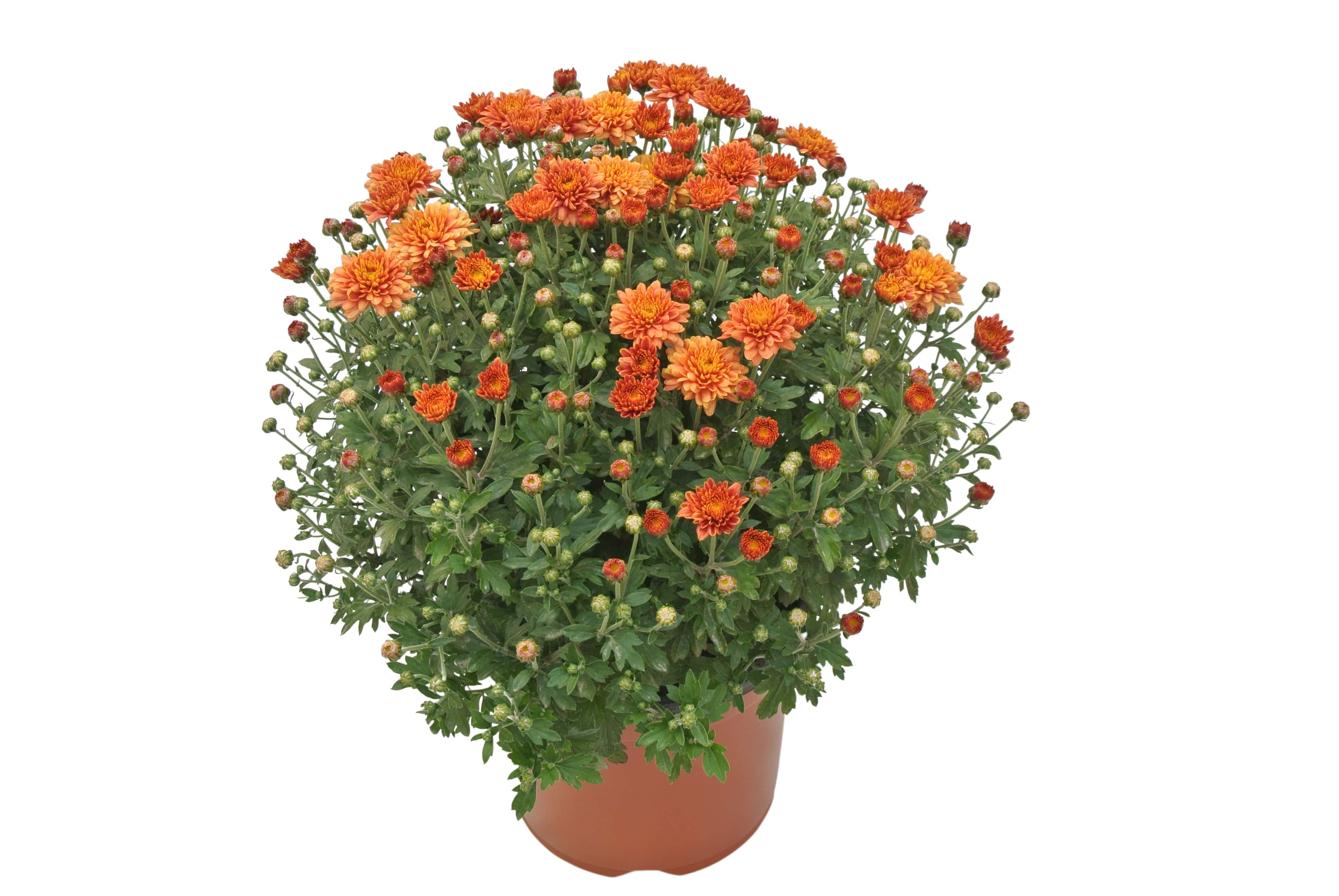 Crizantema in ghiveci, 19 cm