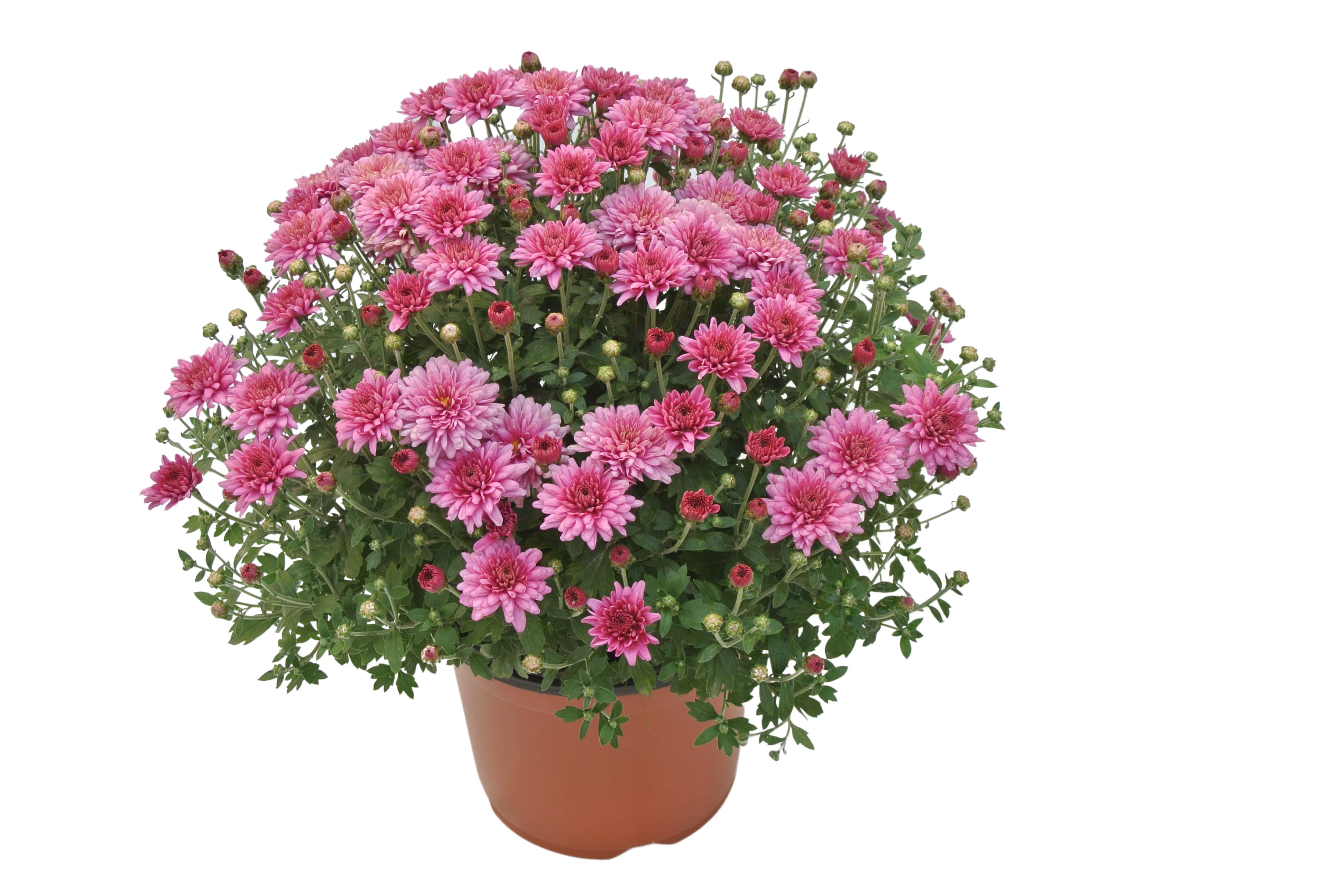 Crizantema in ghiveci, 19 cm