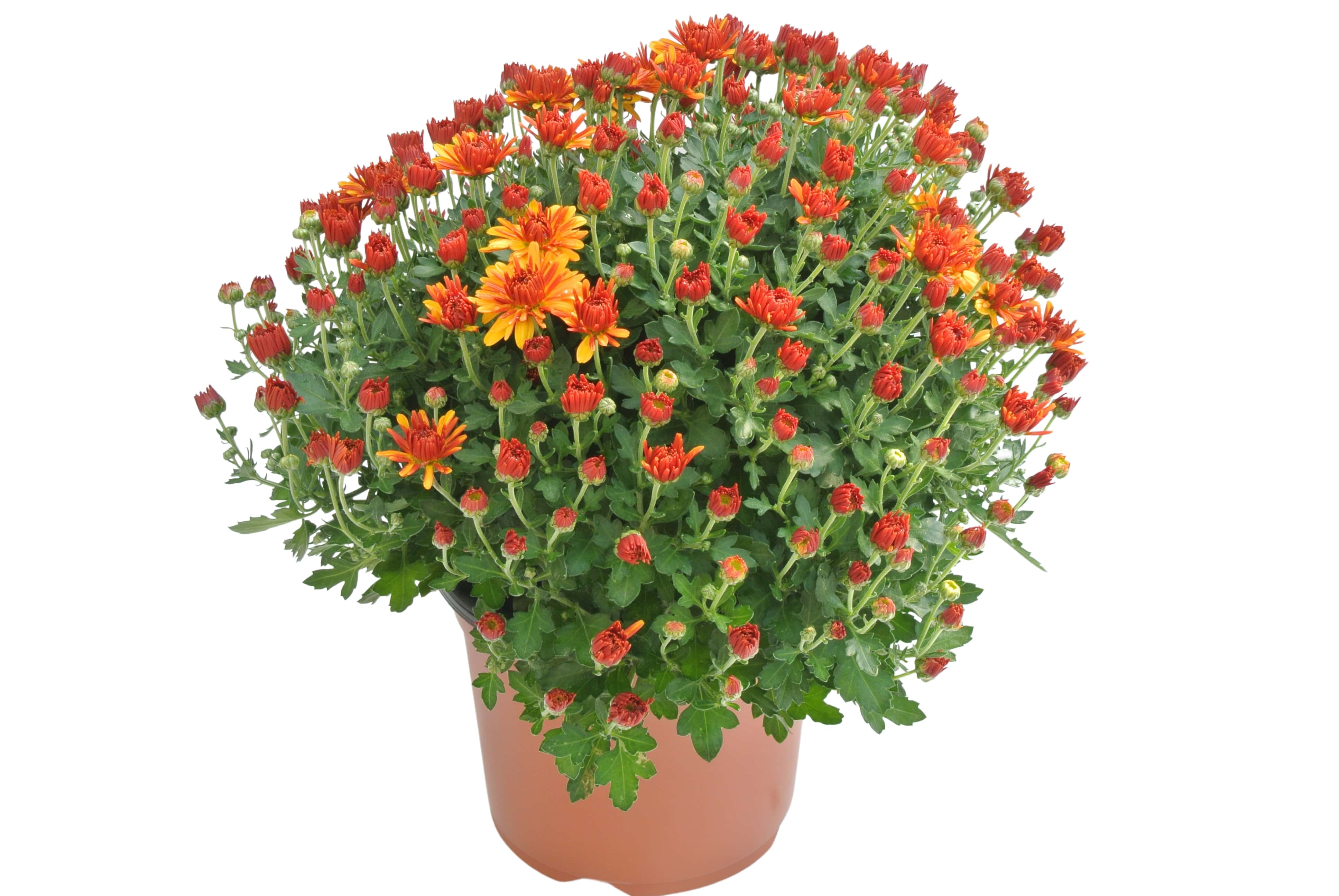 Crizantema in ghiveci, 19 cm