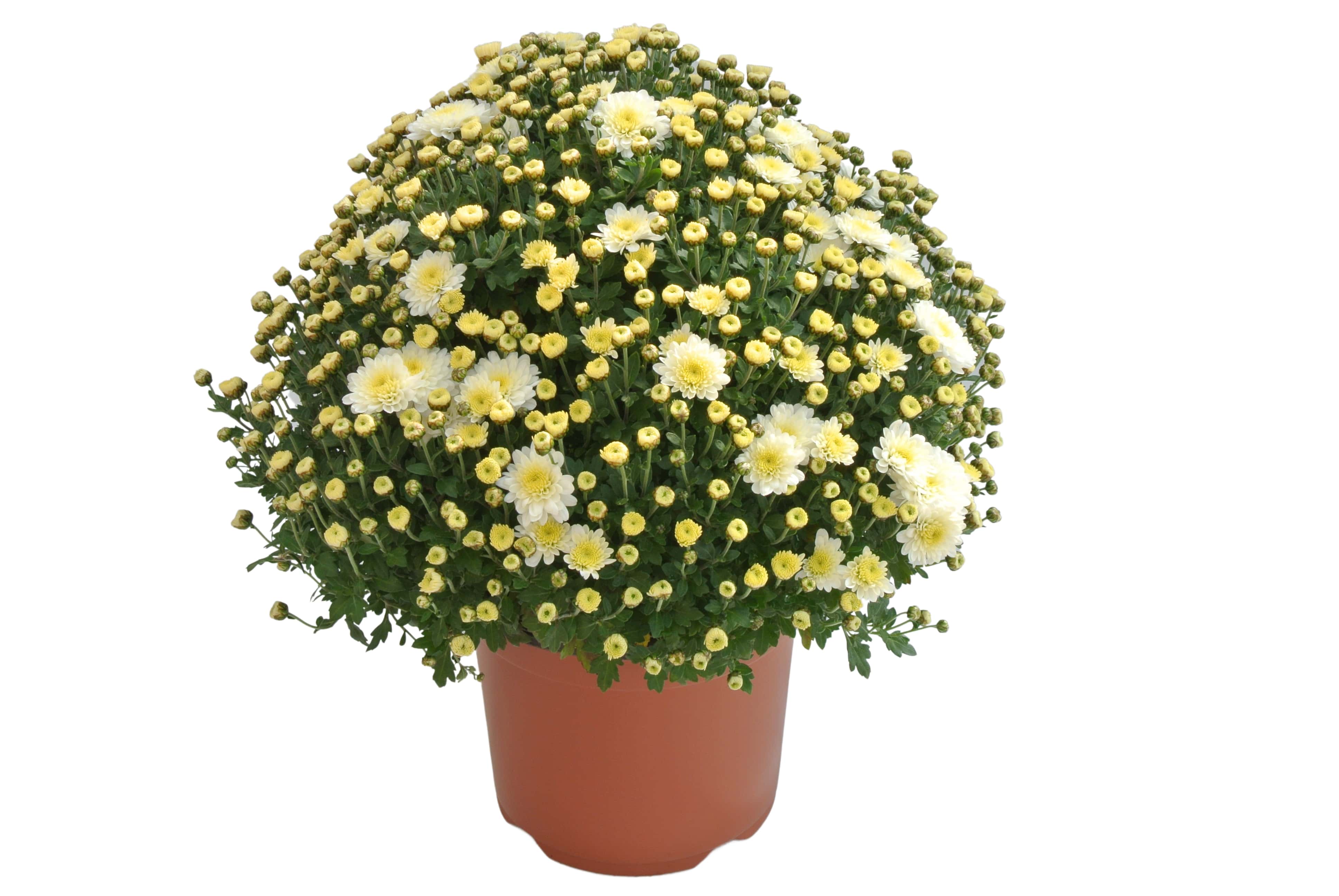 Crizantema in ghiveci, 19 cm