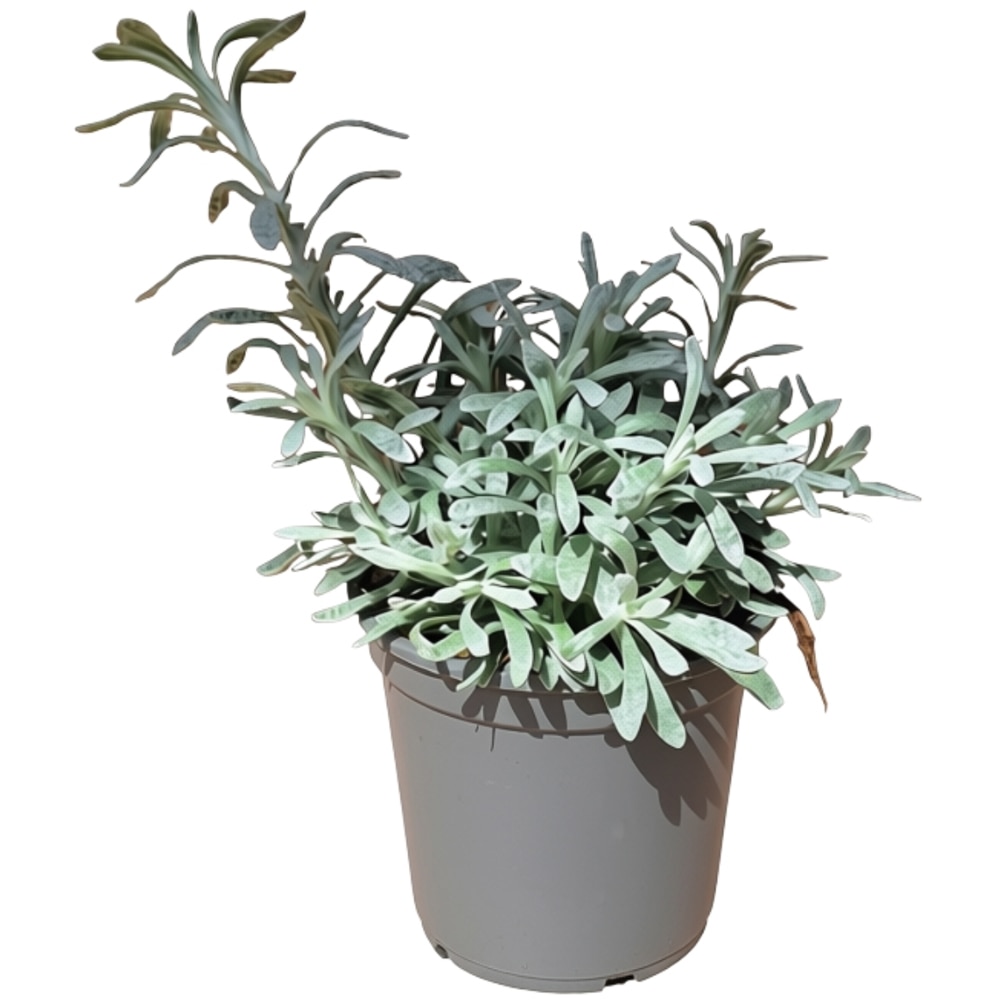 Imortele (Helichrysum), D 14 cm, H 50 cm