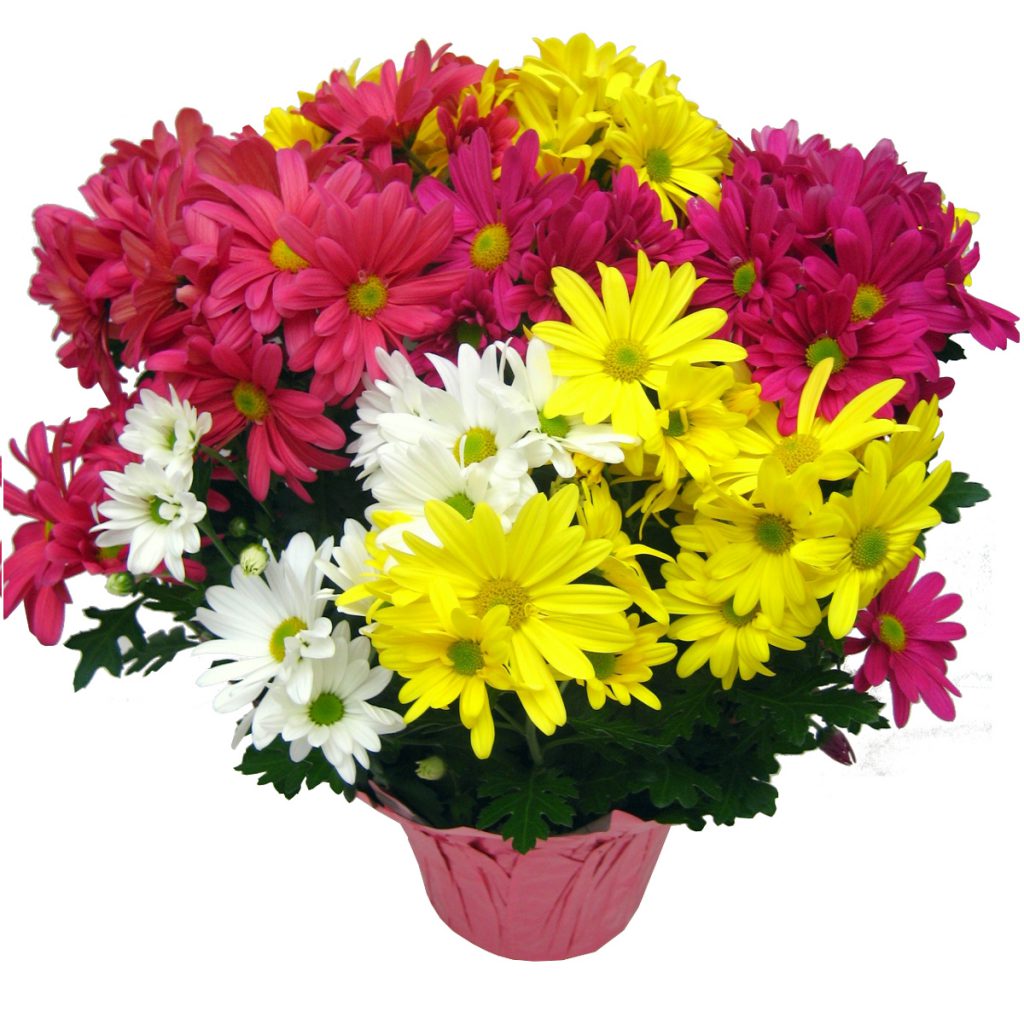 Crizantema Tricolor 14 Pemba