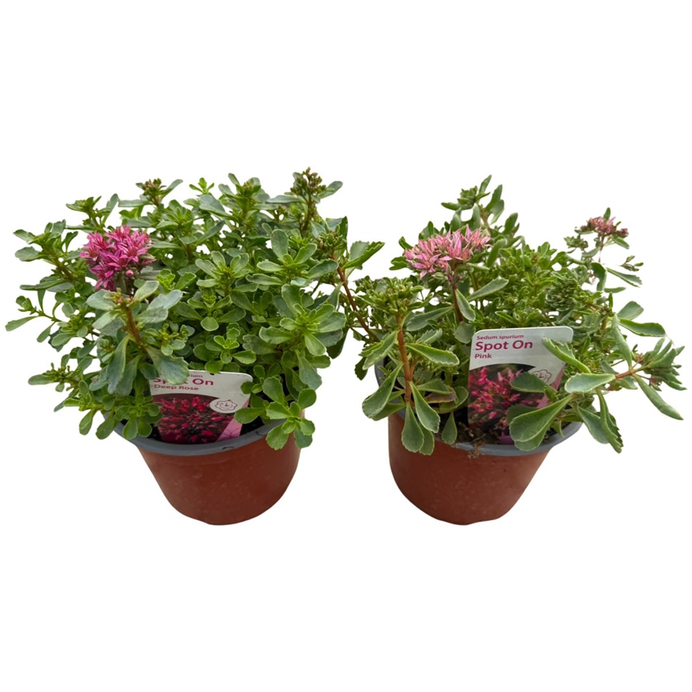 Sedum Telephium, D15cm, H50cm