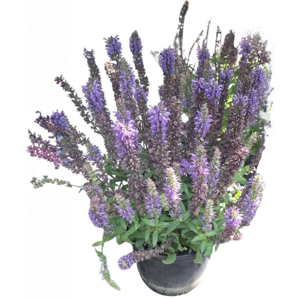 Salvia Nemerosa, D 19 cm, H 50 cm