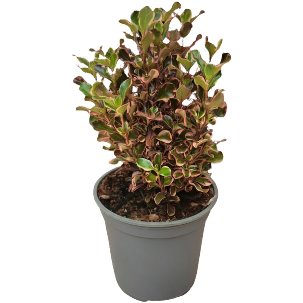 Planta-oglinda (Coprosma), D 14 cm, H 40 cm